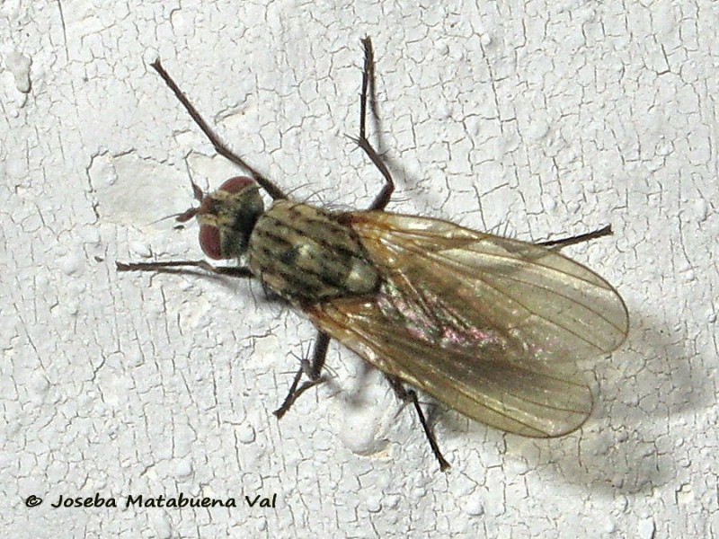 Diptera 190802 4527 le.jpg