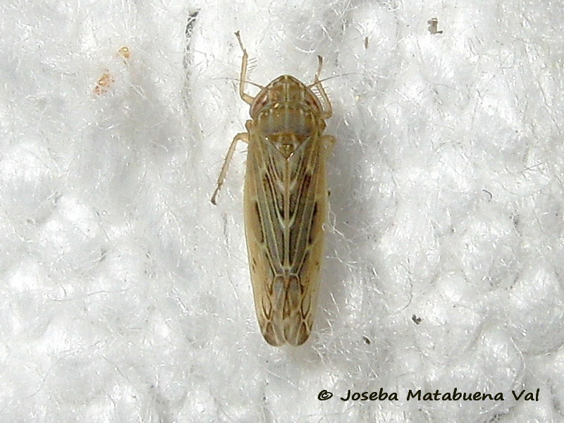 Cicadellidae - Hemiptera 190818 6086 bu.jpg