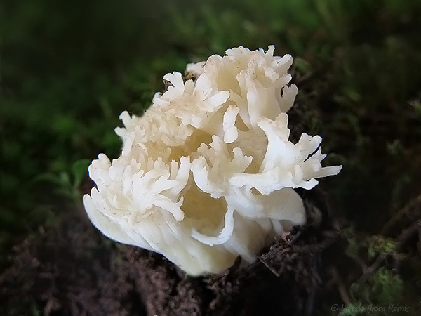 Clavulina rugosa.jpg