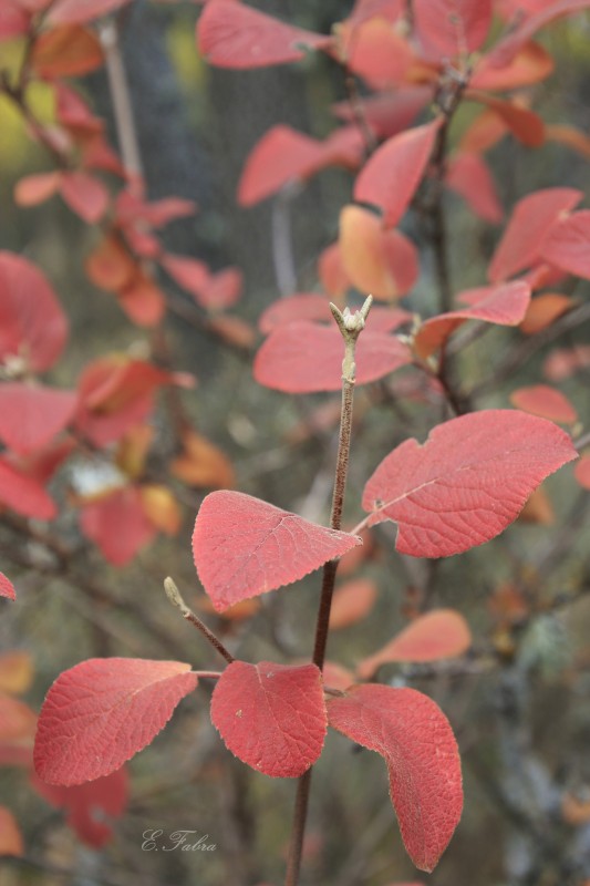 Viburnum lantana (1).jpg