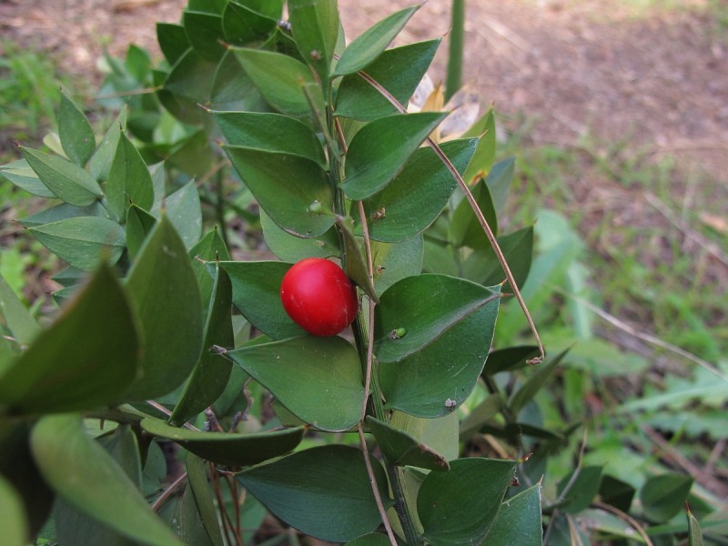 Ruscus aculeatus_5.JPG