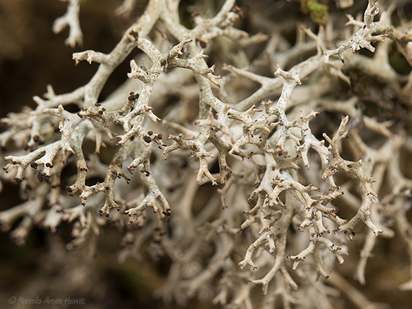 Cladonia furcata_4182_0 fc.jpg