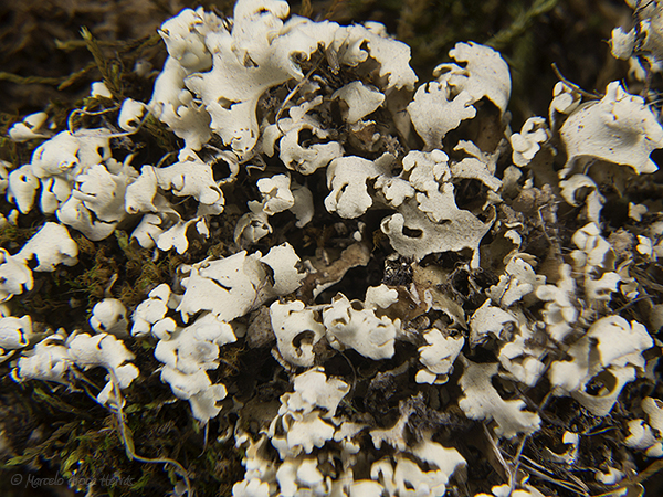 Cladonia foliacea_4191_0 fc.jpg