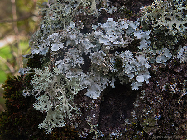 Parmelina tiliacea y Evernia prunastri.jpg