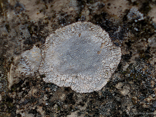 Circinaria calcarea(Aspicilia calcarea).jpg