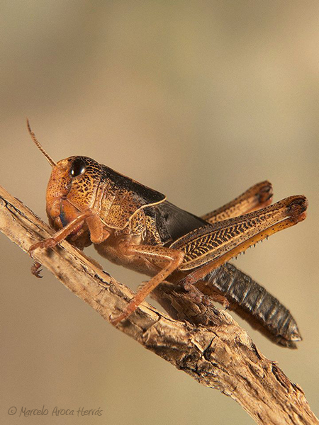 Locusta migratoria ninfa.jpg