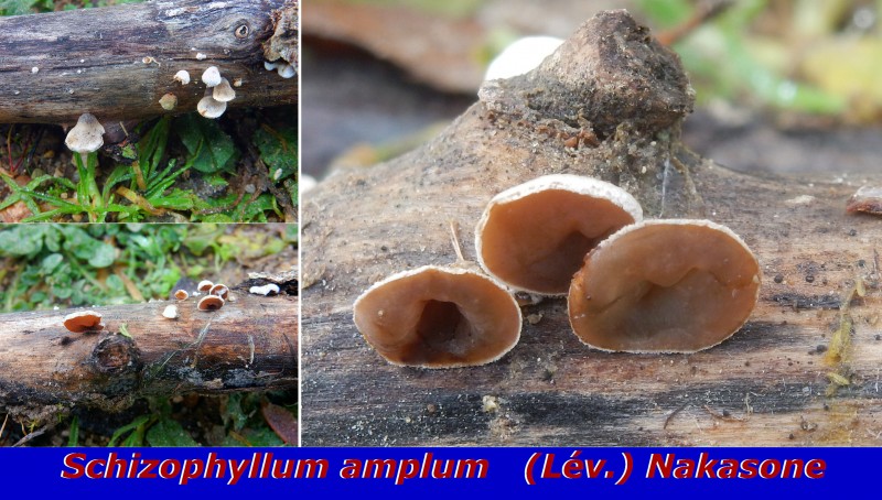 Schizophyllum amplum (Lév.) Nakasone.jpg