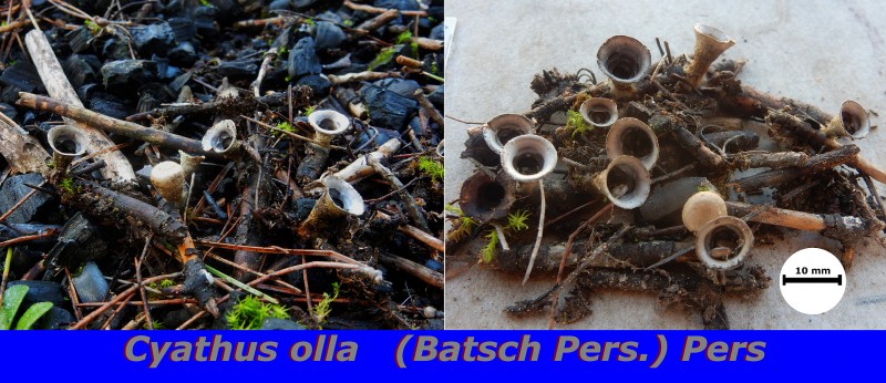 Cyathus olla (Batsch Pers.) Pers.jpg