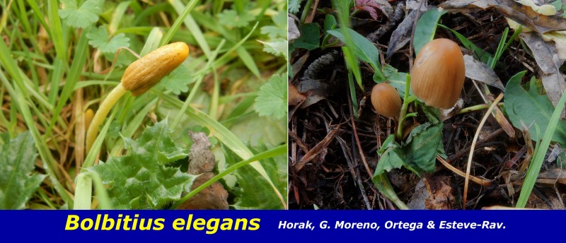 Bolbitius elegans Horak, G. Moreno, Ortega & Esteve-Rav.,.jpg