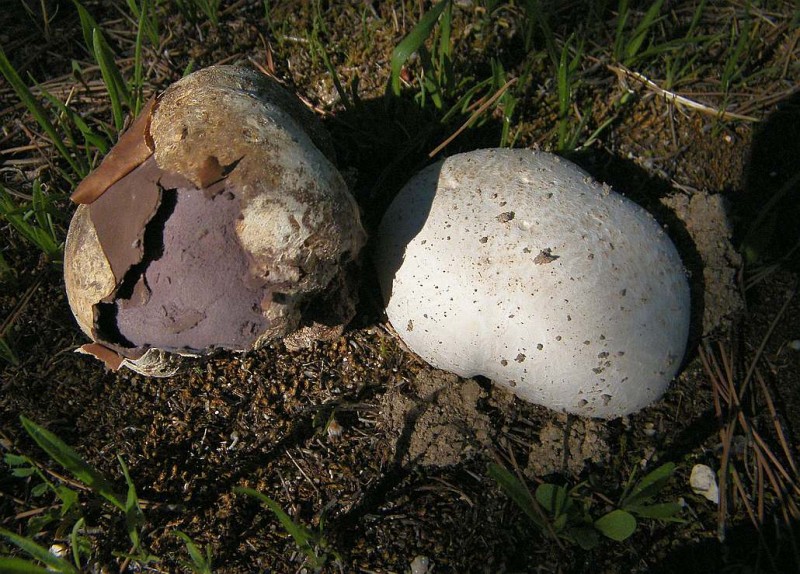 Calvatia fragilis.jpg