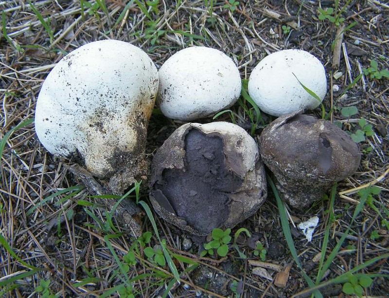 Calvatia fragilisR4.jpg