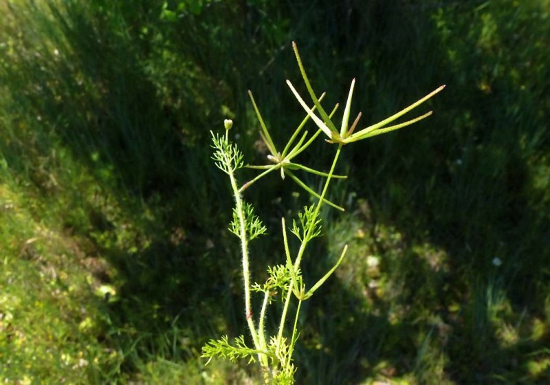 Scandix australis R1.jpg