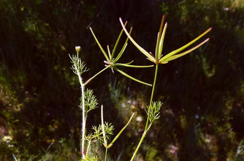 Scandix australis R2.jpg