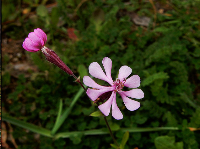 Silene colorata 4.jpg