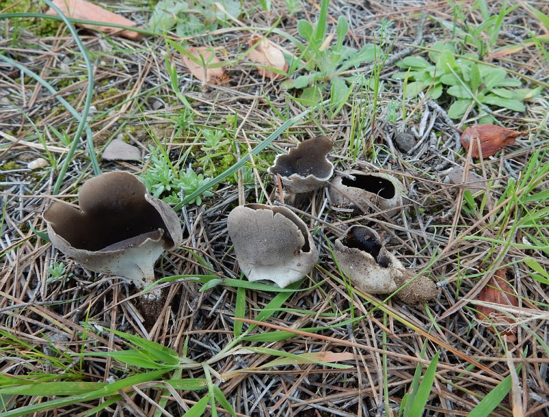 Helvella leucomelaena.jpg