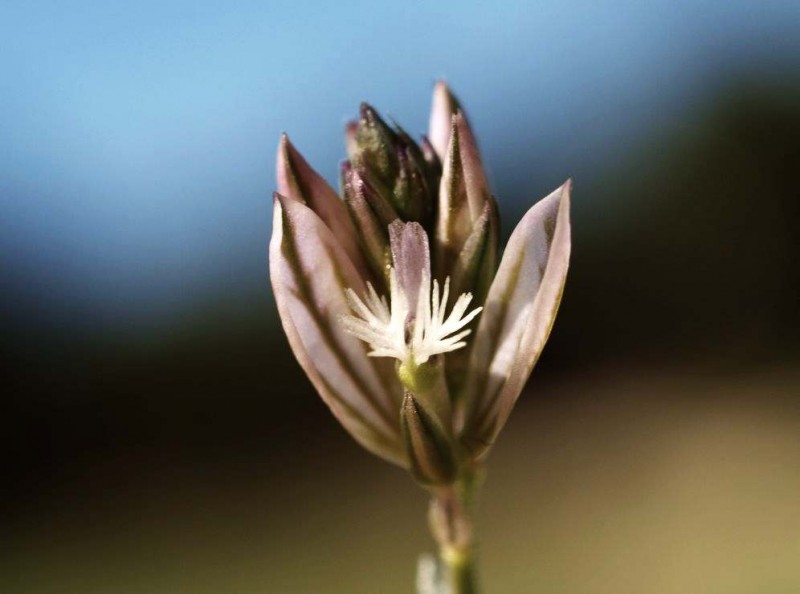 Polygala monspeliacaRR2.jpg