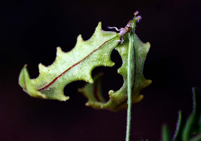 Astragalus plecinusZR9.jpg