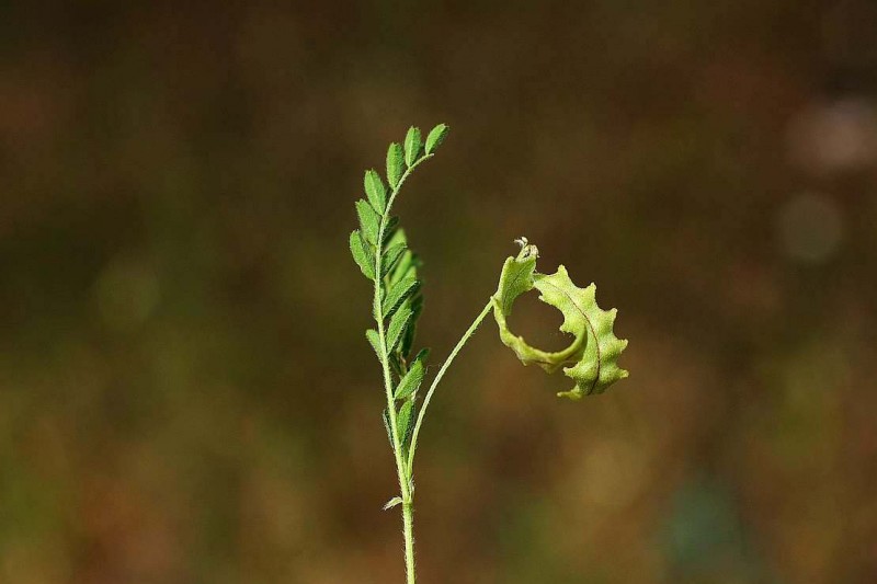 Astragalus plecinusZR1.jpg