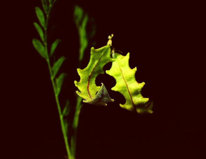 Astragalus plecinusZR5.jpg