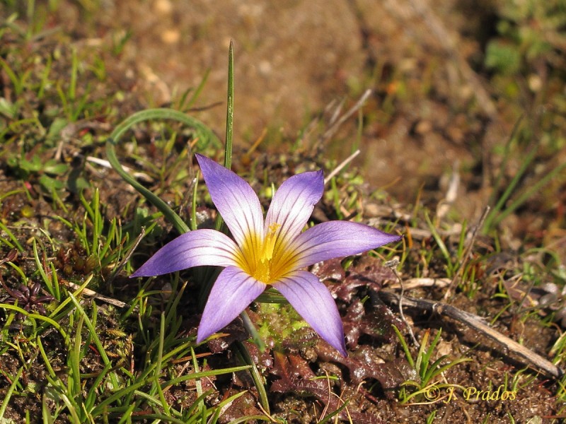 Romulea bulbocodium 200304_2.JPG