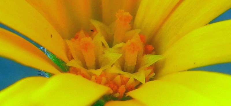 Calendula arvensis 3.jpg