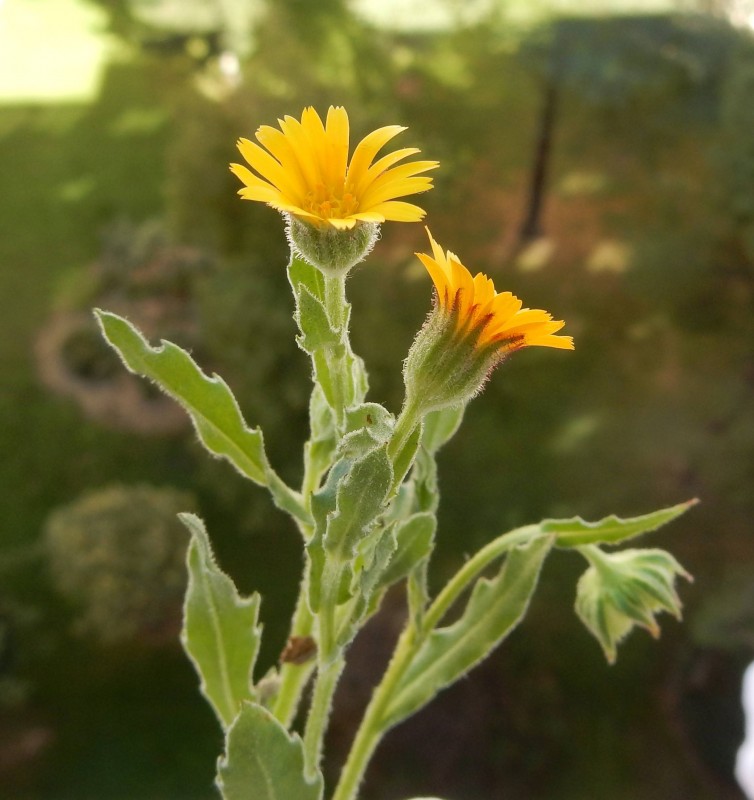 Calendula arvensis 2.jpg