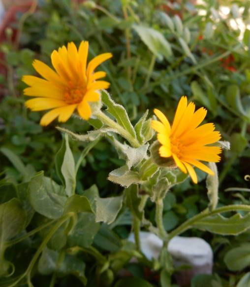 Calendula arvensis 1.jpg