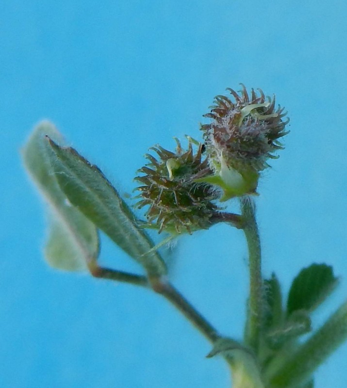 Medicago minima 3.jpg