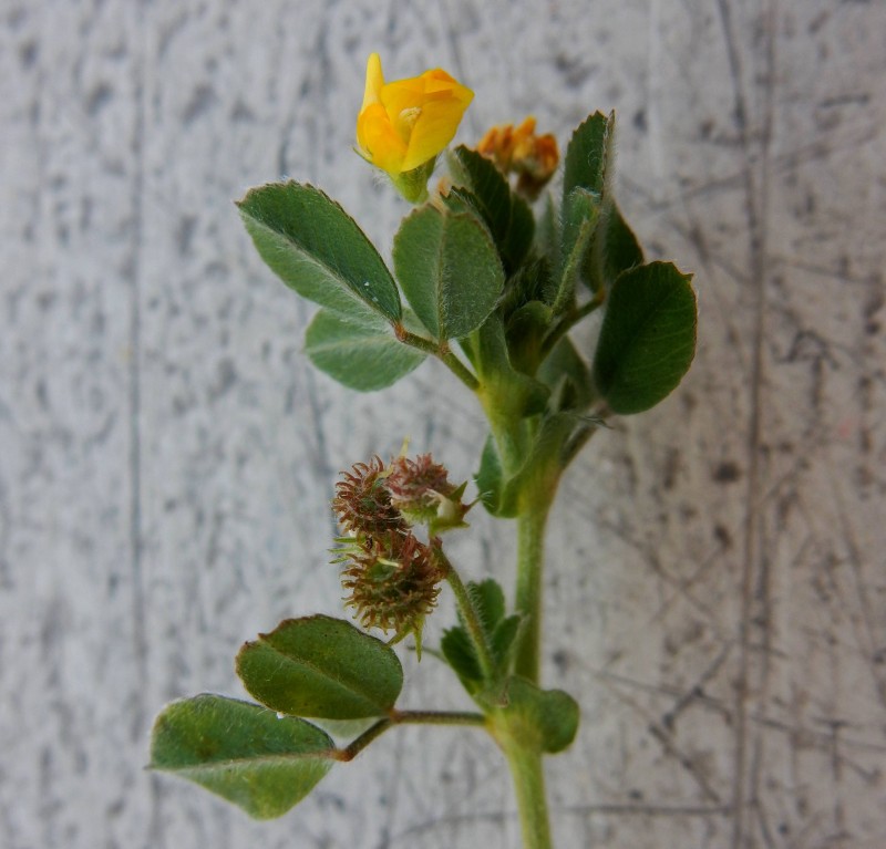 Medicago minima 2.jpg