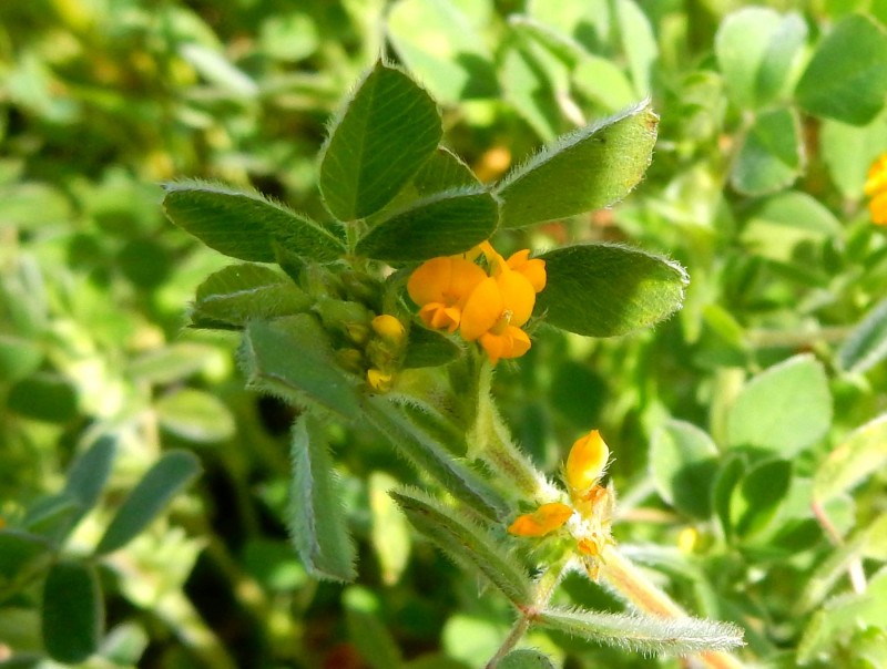 Medicago minima 1.jpg