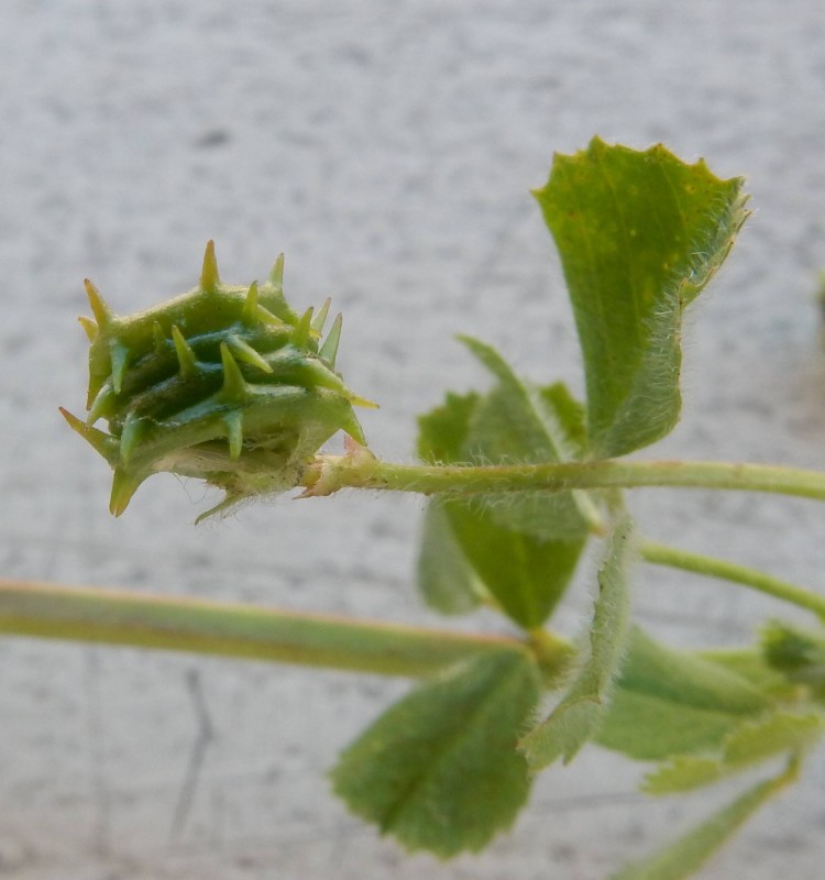 Medicago truncatula 2.jpg