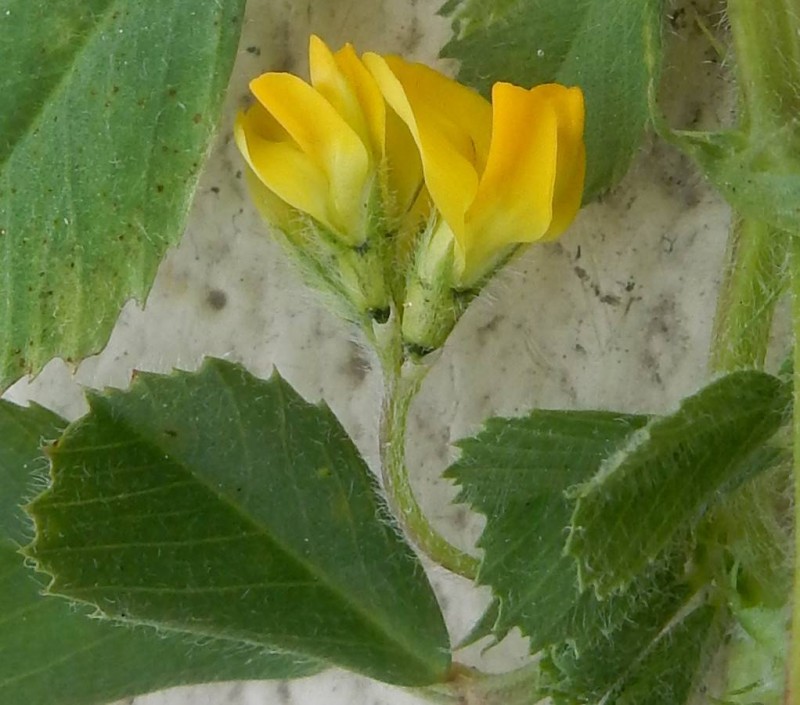 Medicago truncatula 1.jpg