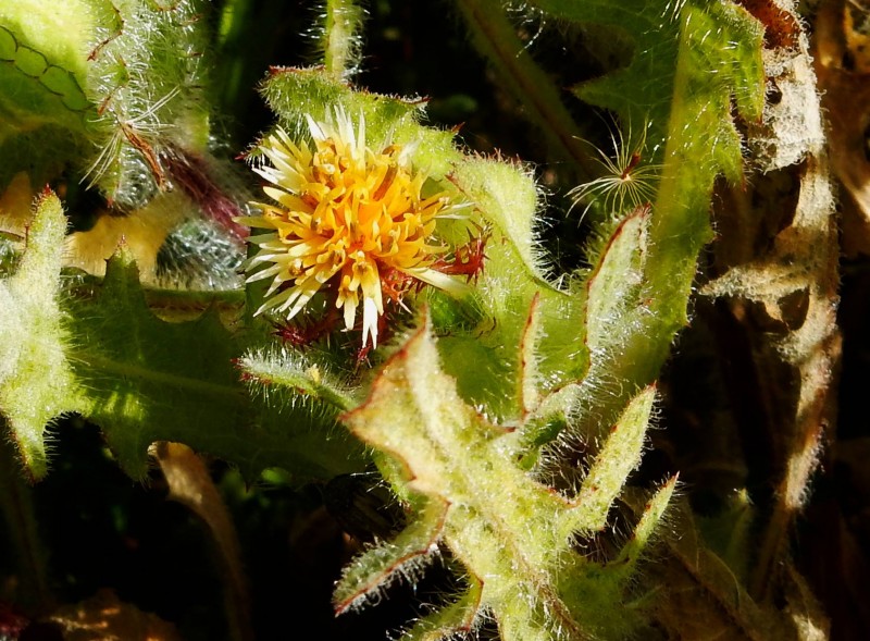 Centaurea benedicta 2.jpg