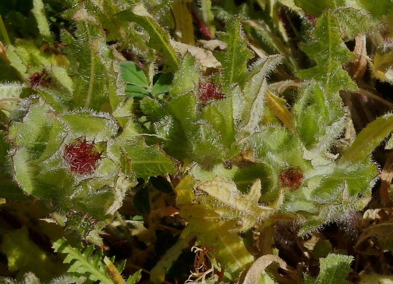 Centaurea benedicta 1.jpg