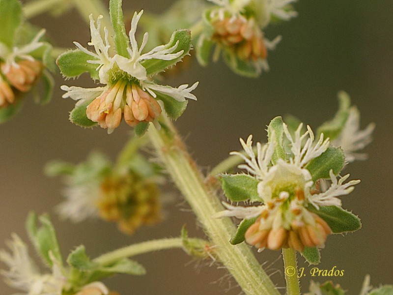 Reseda phyteuma 200306_5.JPG