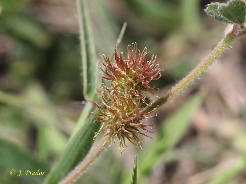 Medicago minima_14.JPG