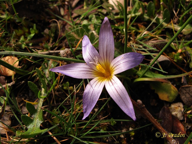 Romulea bulbocodium 200312_2.JPG