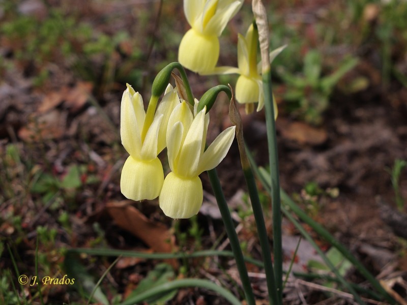 Narcissus triandrus subsp. pallidulus_30.JPG