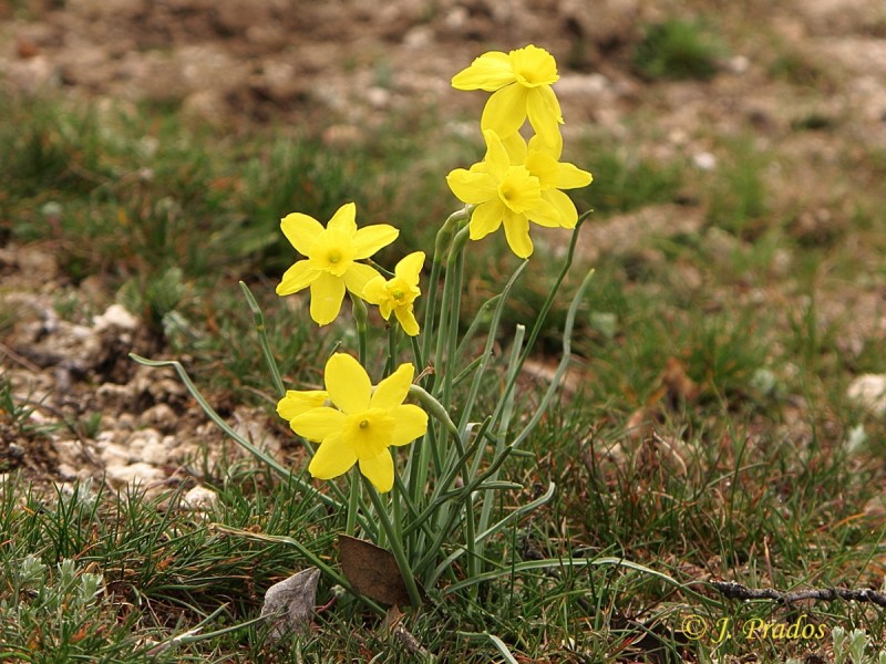 Narcissus rupicola_34.JPG