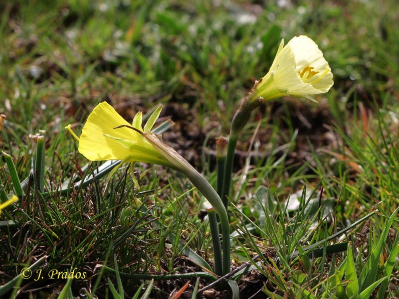 Narcissus bulbocodium subsp. graellsii_14.JPG