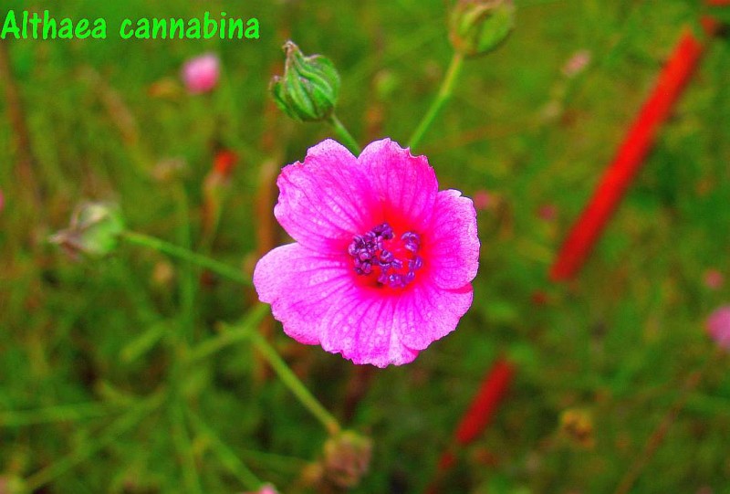 Althaea cannabinaR9.jpg