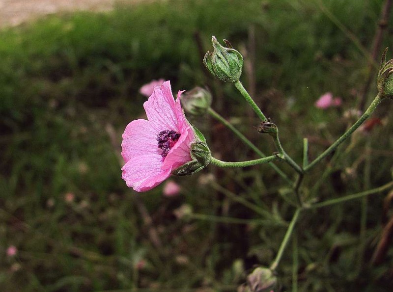 Althaea cannabinaR92.jpg