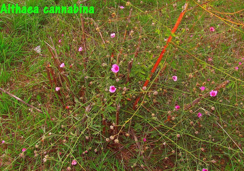 Althaea cannabinaR6.jpg