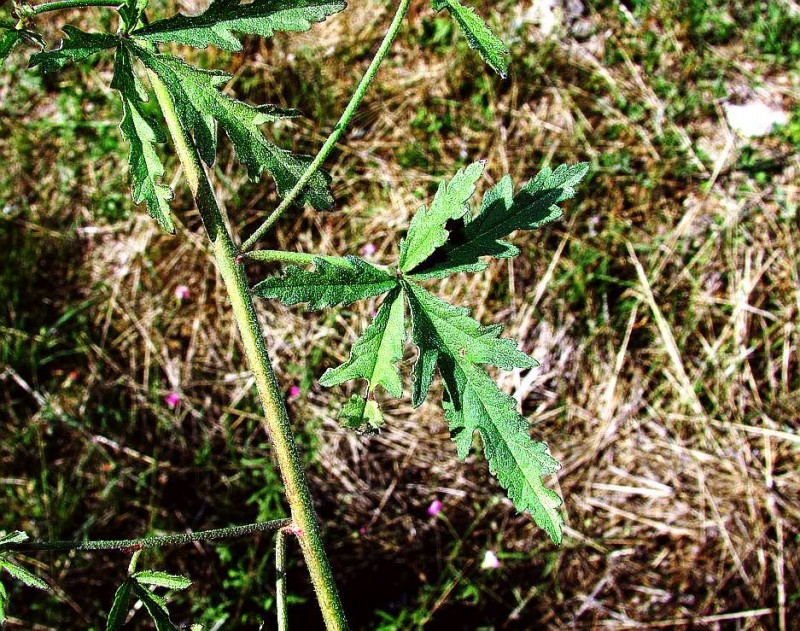 Althaea cannabinaR2.jpg