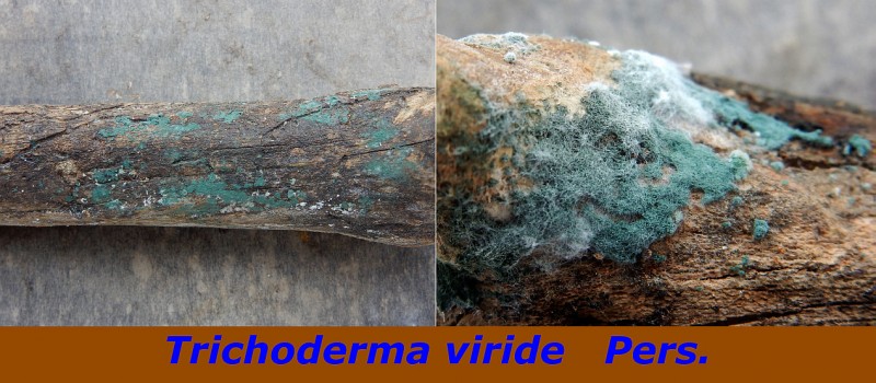 Trichoderma viride Pers.,.jpg