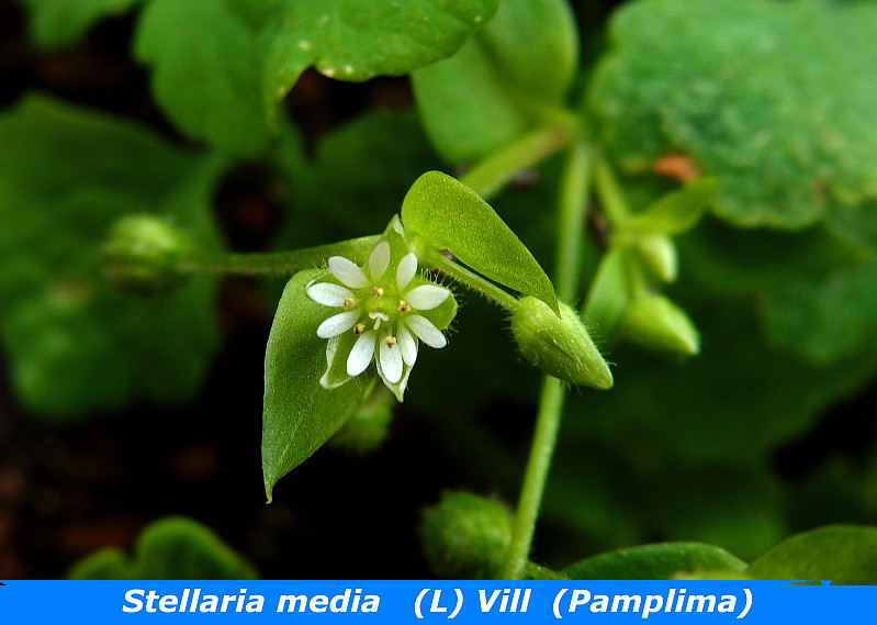 Stellaria media (L) Vill  (Pamplima).jpg