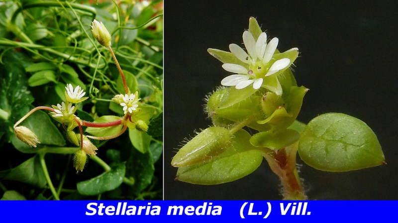 Stellaria media (L.) Vill..jpg