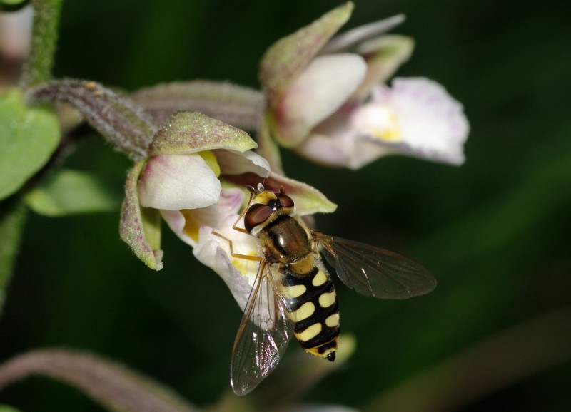 Europeodes corollae - Syrphidae.jpg