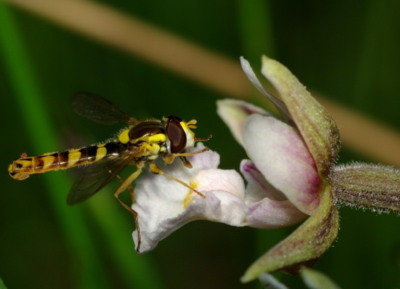 Sphaerophoria scripta - Syrphidae 2.jpg