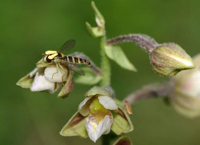 Sphaerophoria scripta - Syrphidae 3.jpg